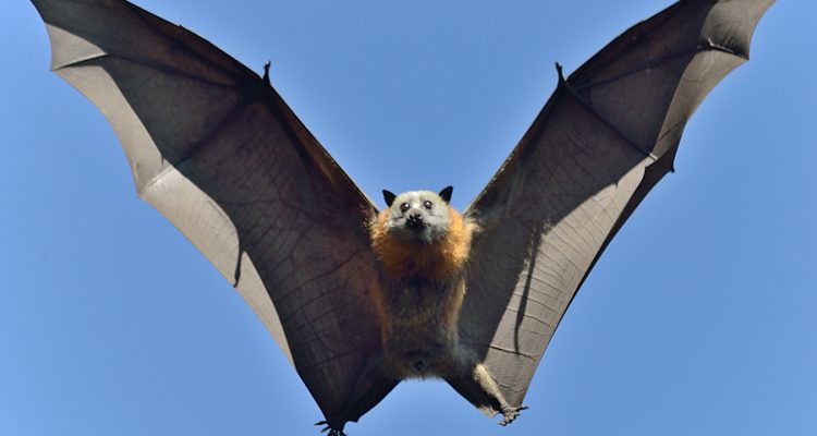 Marianas fruit bat