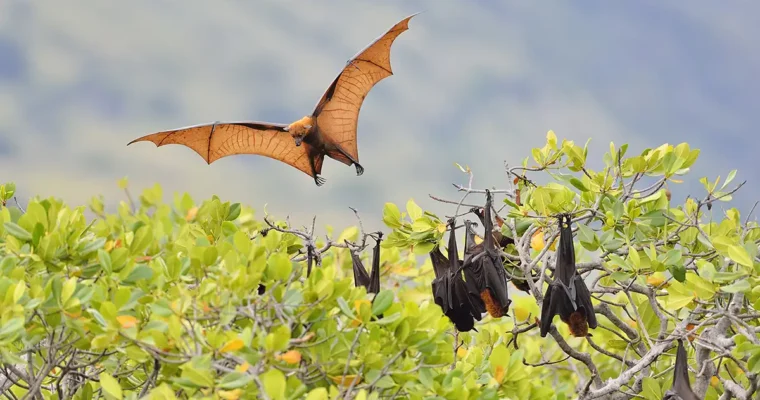 Guam’s Endemic Wonder: The Amazing Mariana Fruit Bat