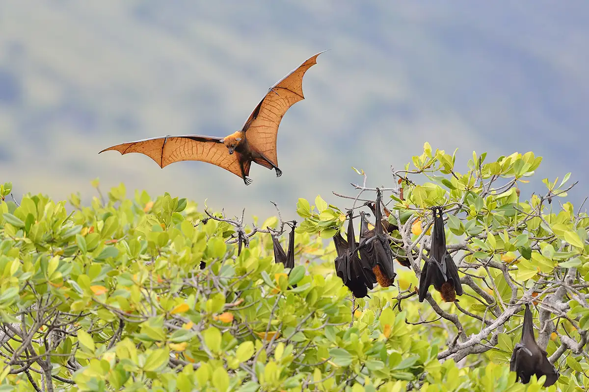 Guam’s Endemic Wonder: The Amazing Mariana Fruit Bat