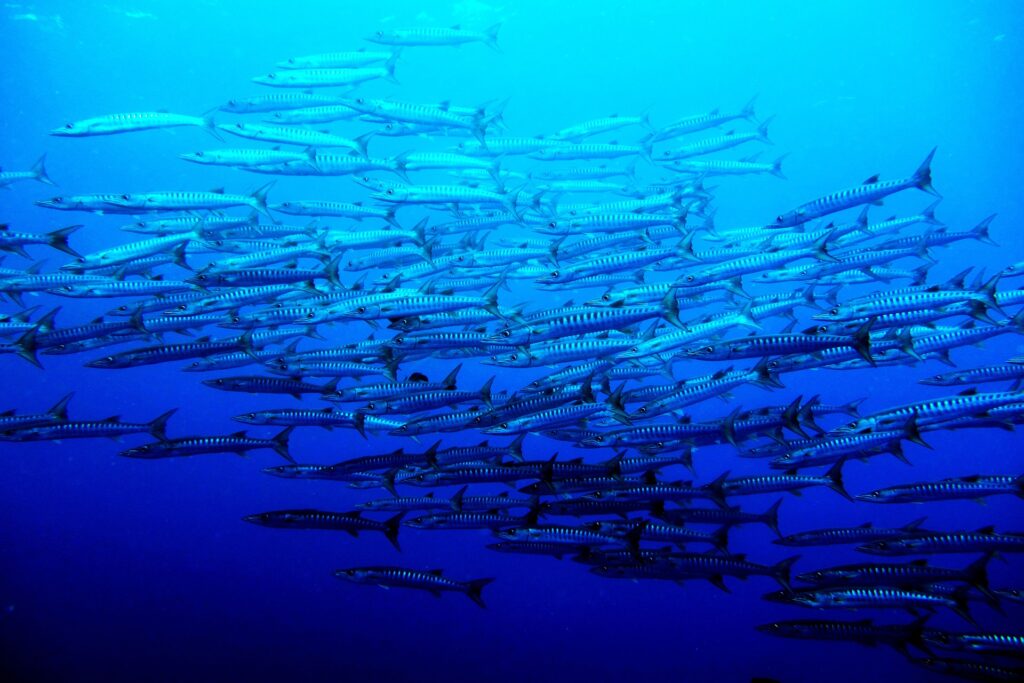 Palau International coral reef